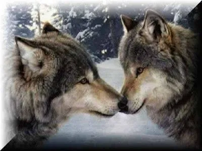 Por los derechos de todo ser indefenso!: "Por los Ojos del Lobo ...