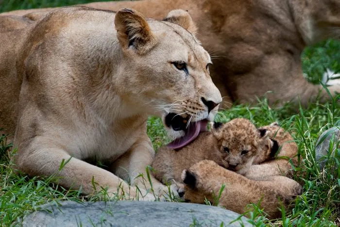 La desaparición de los grandes carnívoros amenaza al ecosistema ... La desaparición de los grandes carnívoros amenaza al ecosistema ...