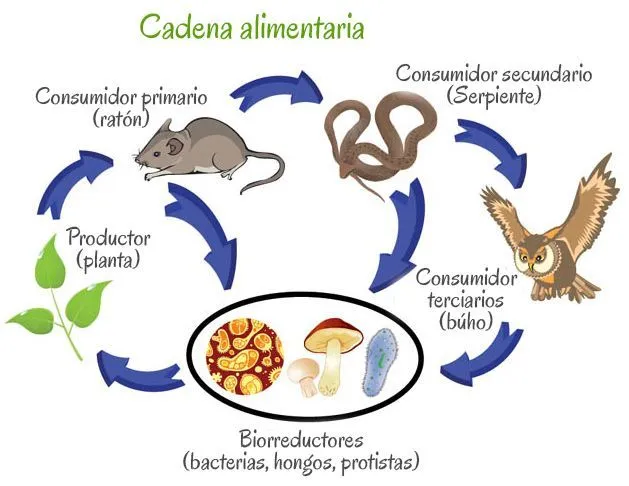 La desaparición de alguna especie de esta cadena alimenticia ...