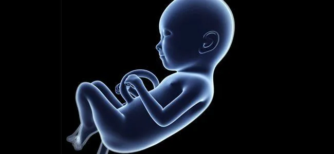 Desarrollo del bebé en el quinto mes del embarazo.