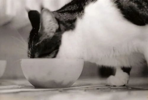 En desarrollo, Diez datos fascinantes sobre los gatos En desarrollo, Diez datos fascinantes sobre los gatos