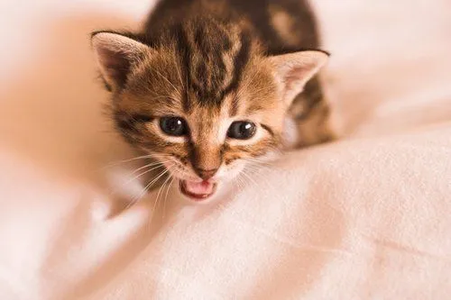 En desarrollo, Diez datos fascinantes sobre los gatos En desarrollo, Diez datos fascinantes sobre los gatos
