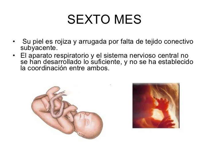 Desarrollo Del EmbrióN Humano