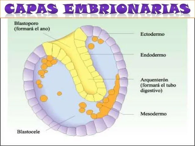 desarrollo-embrionario-6-638. ...