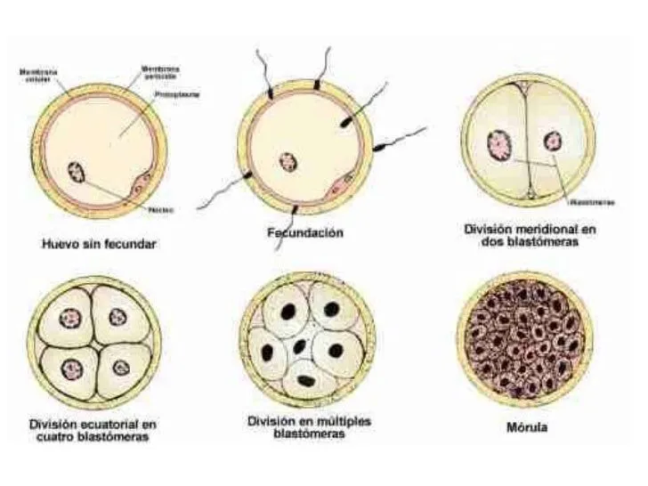 desarrollo-embrionario-9-728. ...