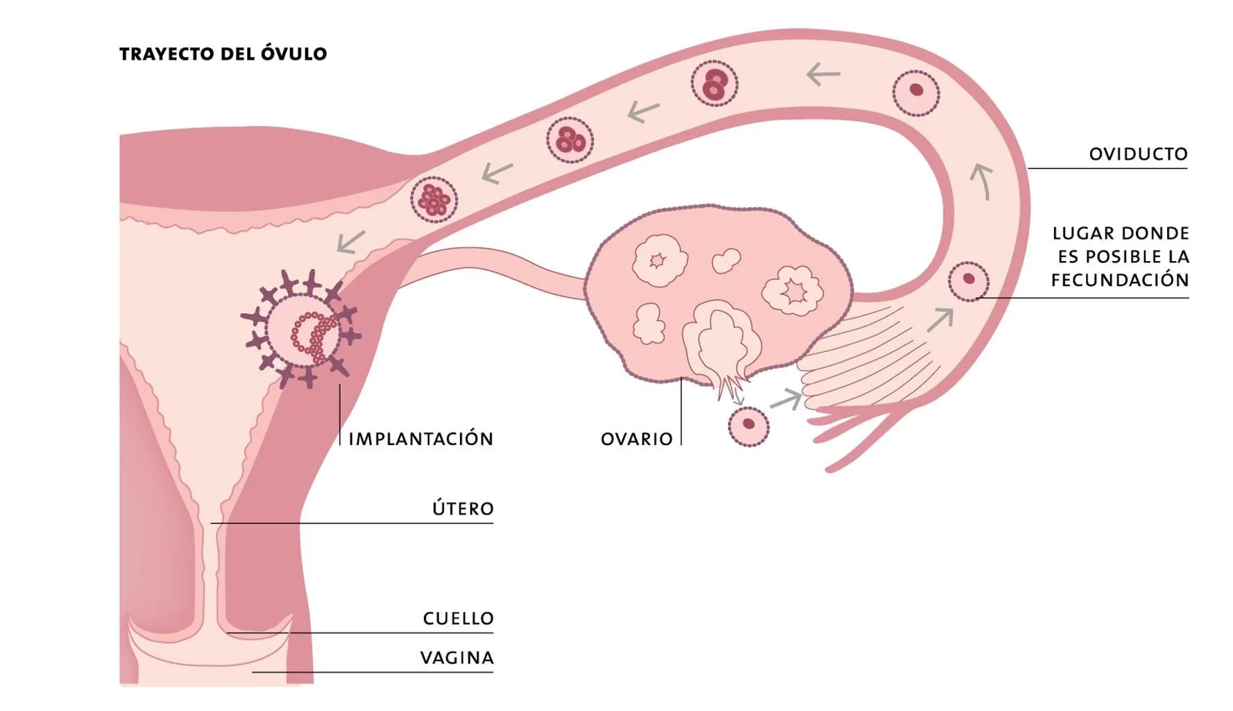 Desarrollo embrionario y fetal humano - Recursos educ.ar Desarrollo embrionario y fetal humano - Recursos educ.ar