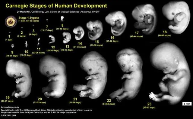 El Desarrollo Embrionario Humano y las Células Madre | CiViCa