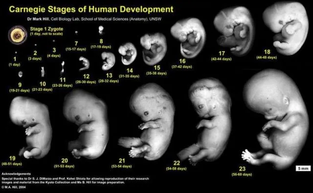 El Desarrollo Embrionario Humano y las Células Madre | CiViCa El Desarrollo Embrionario Humano y las Células Madre | CiViCa