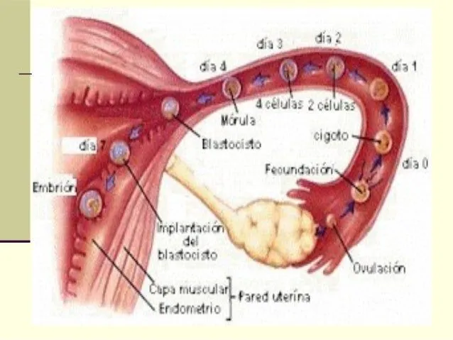 desarrollo-embrionario-y-fetal ...