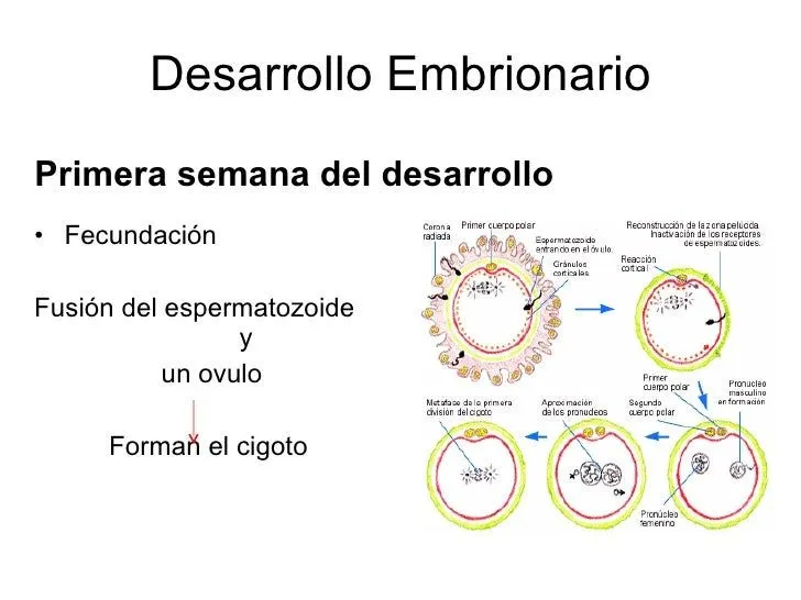 desarrollo-humano- ...
