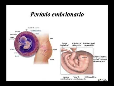 Desarrollo Humano - Etapa prenatal - YouTube