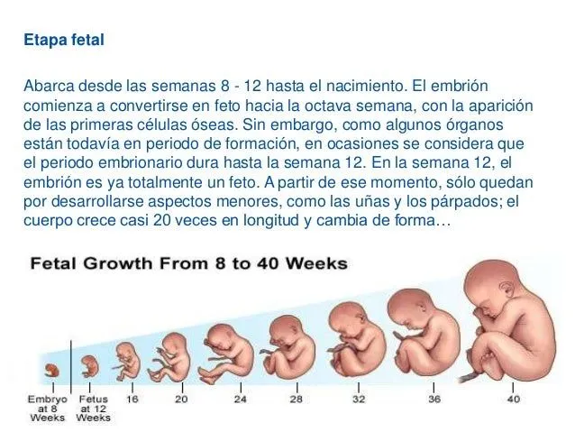 desarrollo-prenatal-7-638.jpg? ...