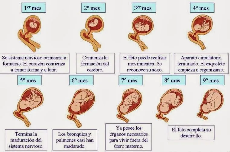 desarrollo[1].jpg