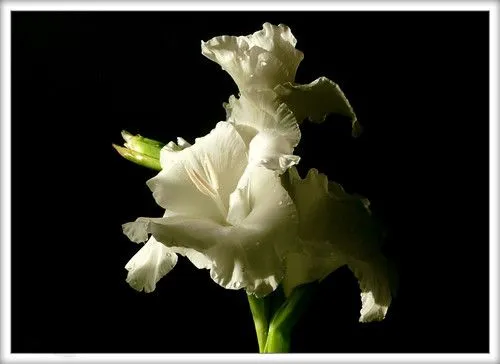 Descansa en Paz Mamá...(Rest in Peace Mom). | Flickr - Photo Sharing!