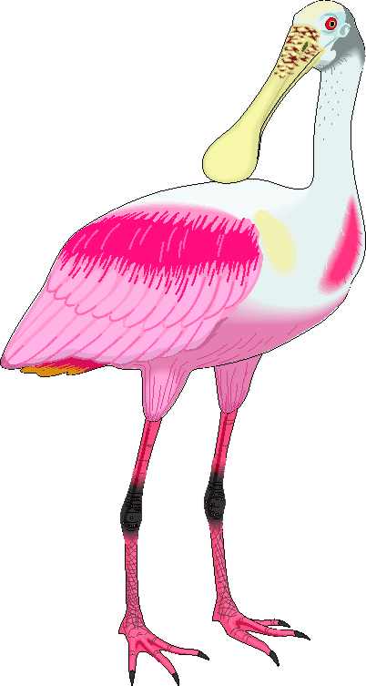 Descarga imágenes de aves, clipart cigueñas, buho pájaros - Foto ...
