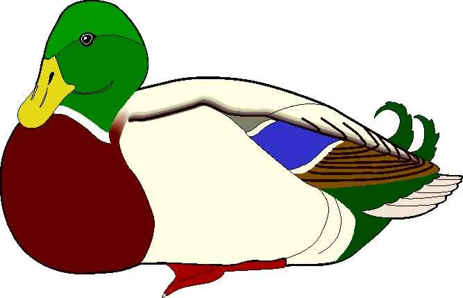 Dibujos para pintar de guacamaya - Imagui