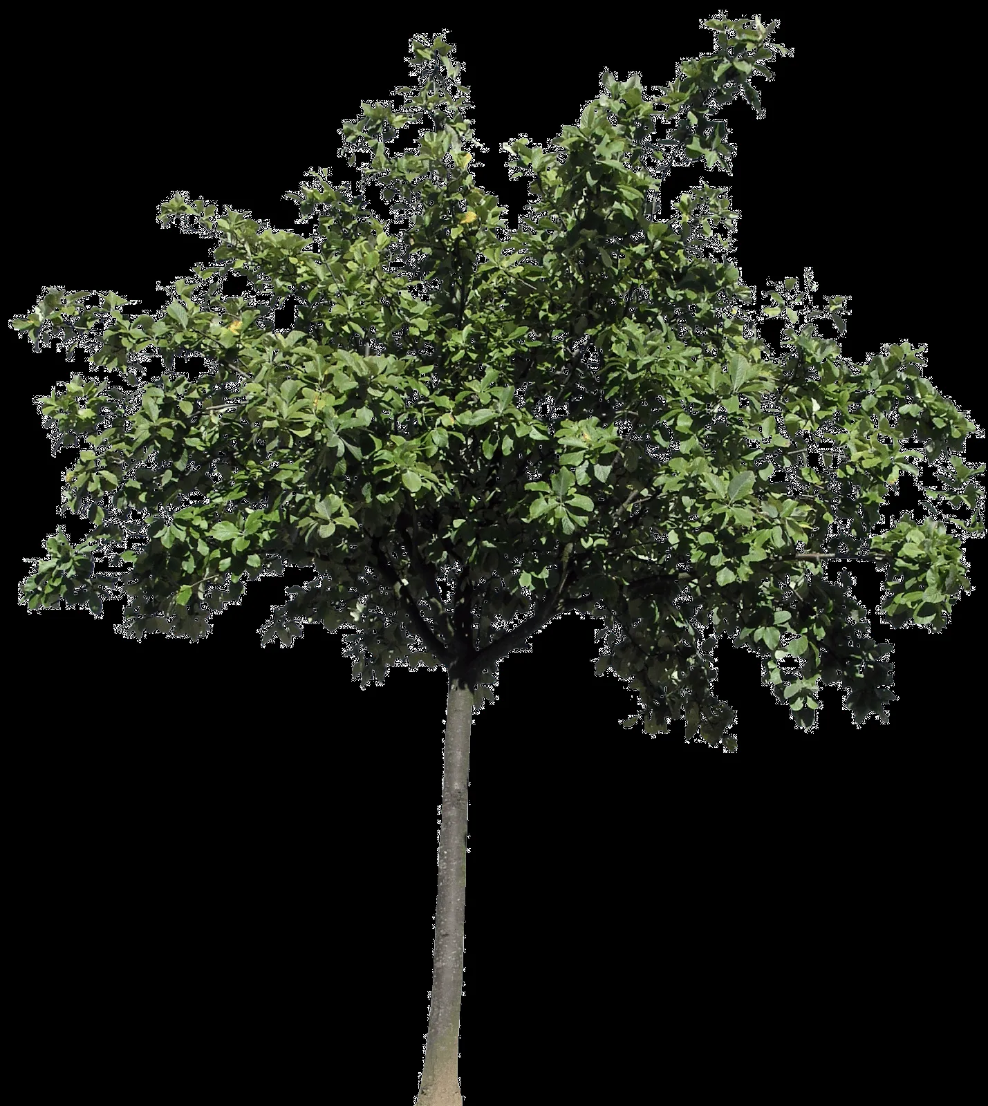 Descargar árboles png gratis - Archicad - Artlantis - TwinMotion - Lumion Descargar árboles png gratis - Archicad - Artlantis - TwinMotion - Lumion