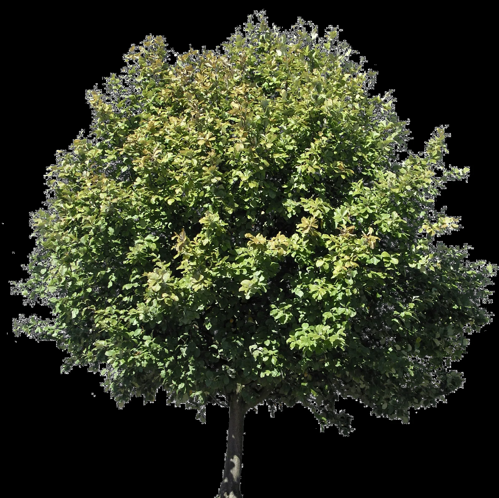 Descargar árboles png gratis - Archicad - Artlantis - TwinMotion - Lumion Descargar árboles png gratis - Archicad - Artlantis - TwinMotion - Lumion