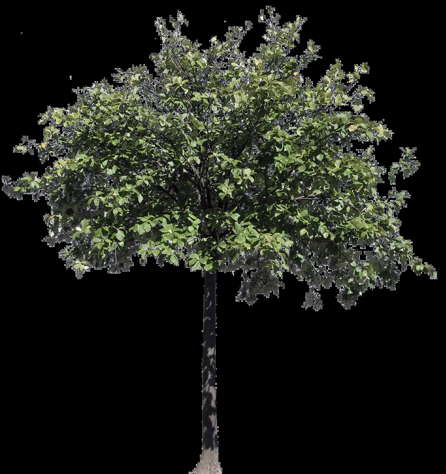 Descargar árboles png gratis - Archicad - Artlantis - TwinMotion - Lumion Descargar árboles png gratis - Archicad - Artlantis - TwinMotion - Lumion