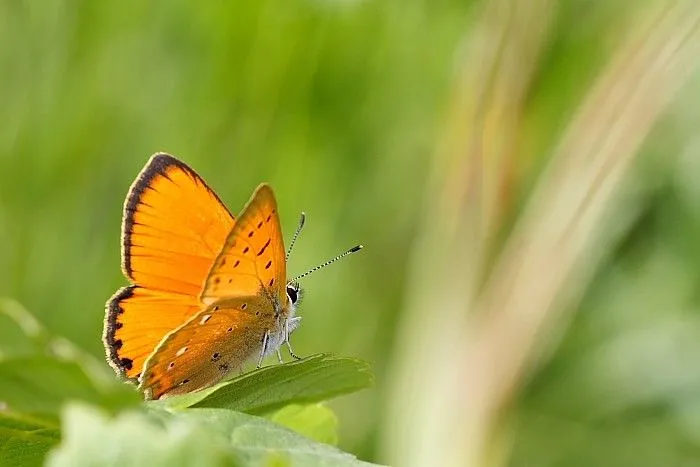 descargar fondos de animales salvajes gratis alta calidad. | Free ...