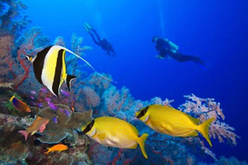 Descargar Fondos de pantalla 3D con movimiento (Sharks, Koi Pond ... Descargar Fondos de pantalla 3D con movimiento (Sharks, Koi Pond ...