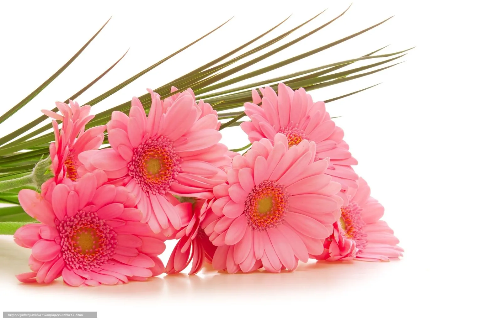 Descargar gratis Gerbera, rosa, Flores, fondo blanco Fondos de ... Descargar gratis Gerbera, rosa, Flores, fondo blanco Fondos de ...