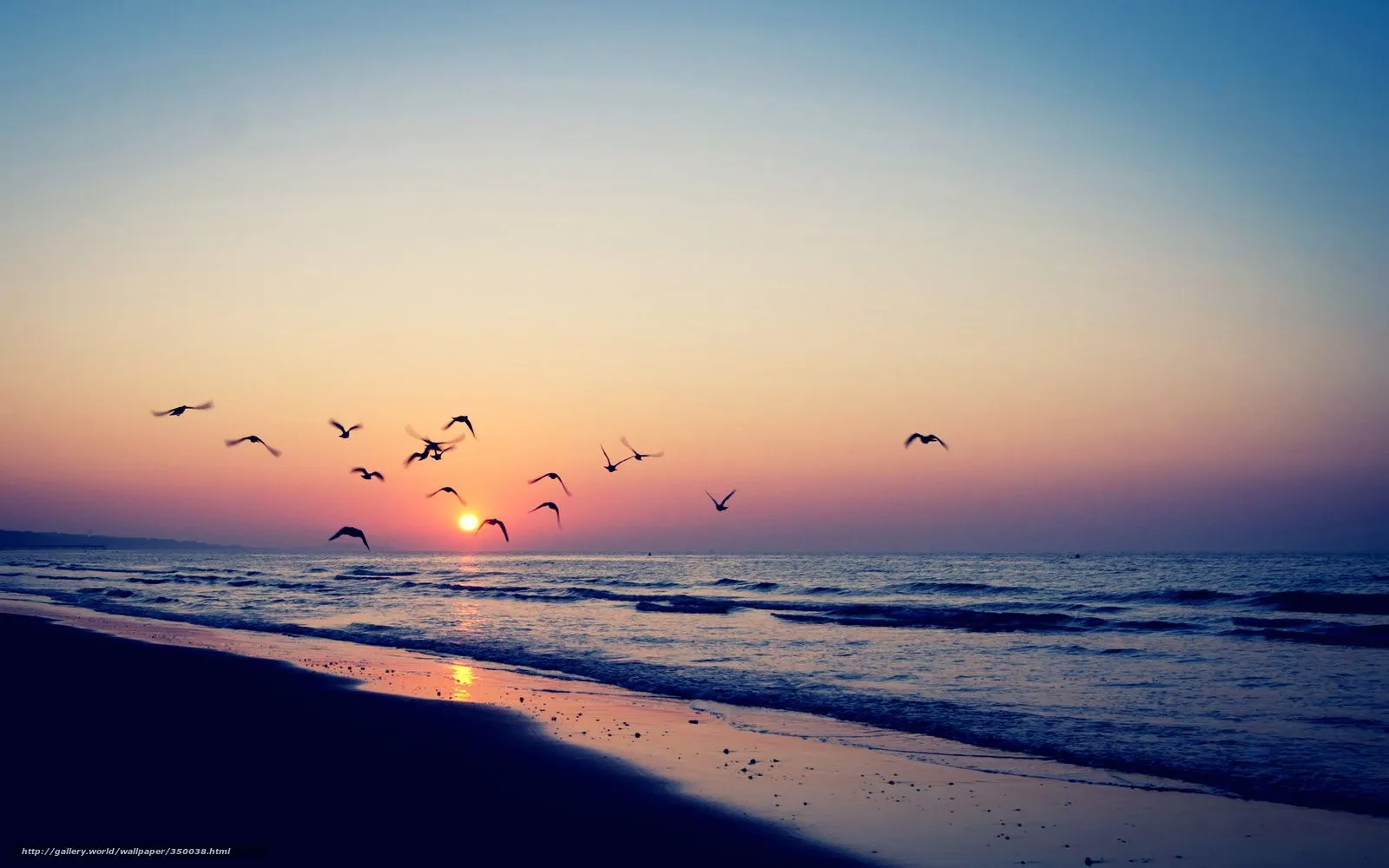 Descargar gratis puesta del sol, Aves, mar, Paisajes Fondos de ... Descargar gratis puesta del sol, Aves, mar, Paisajes Fondos de ...