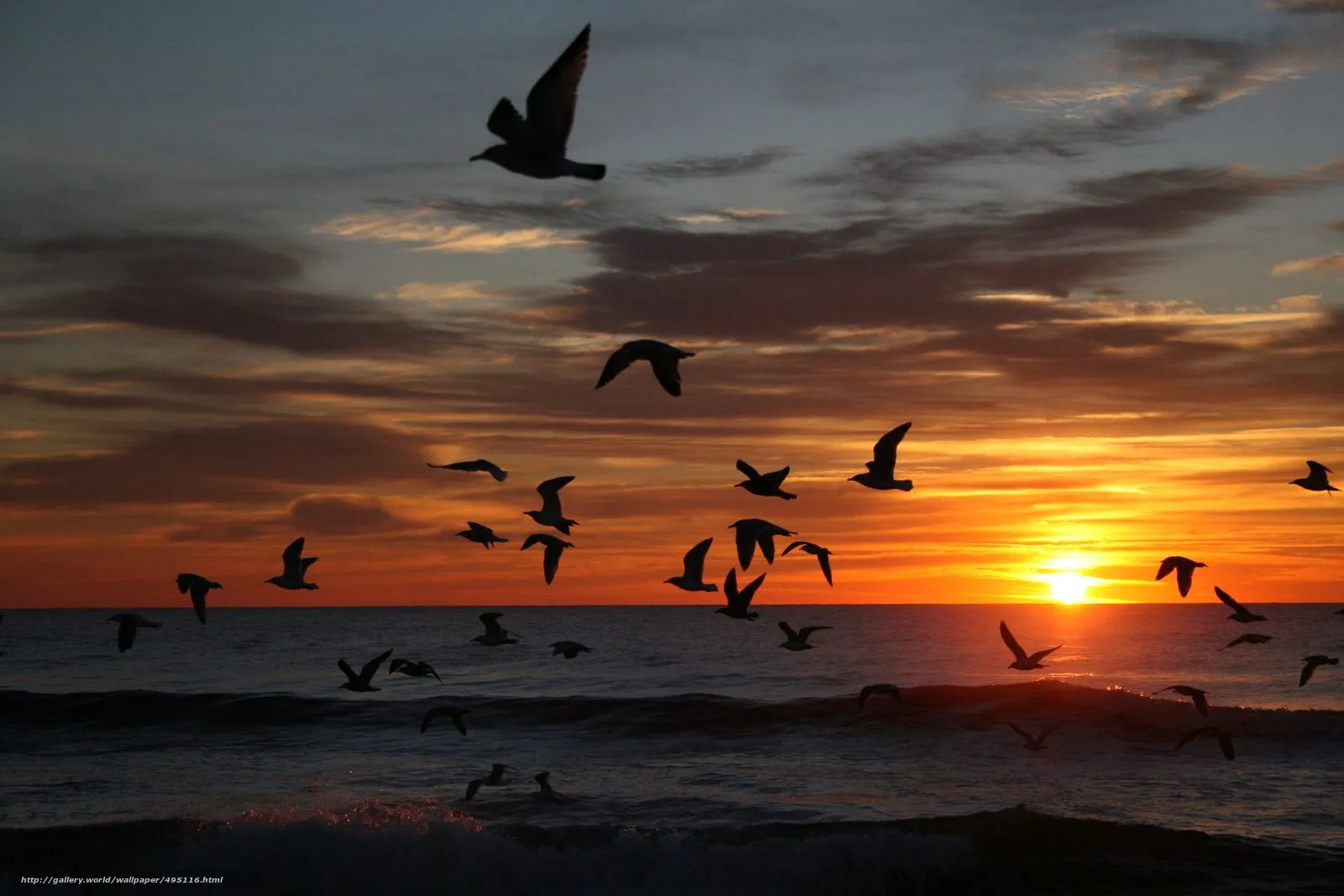Descargar gratis puesta del sol, mar, siluetas de aves, paisaje ... Descargar gratis puesta del sol, mar, siluetas de aves, paisaje ...