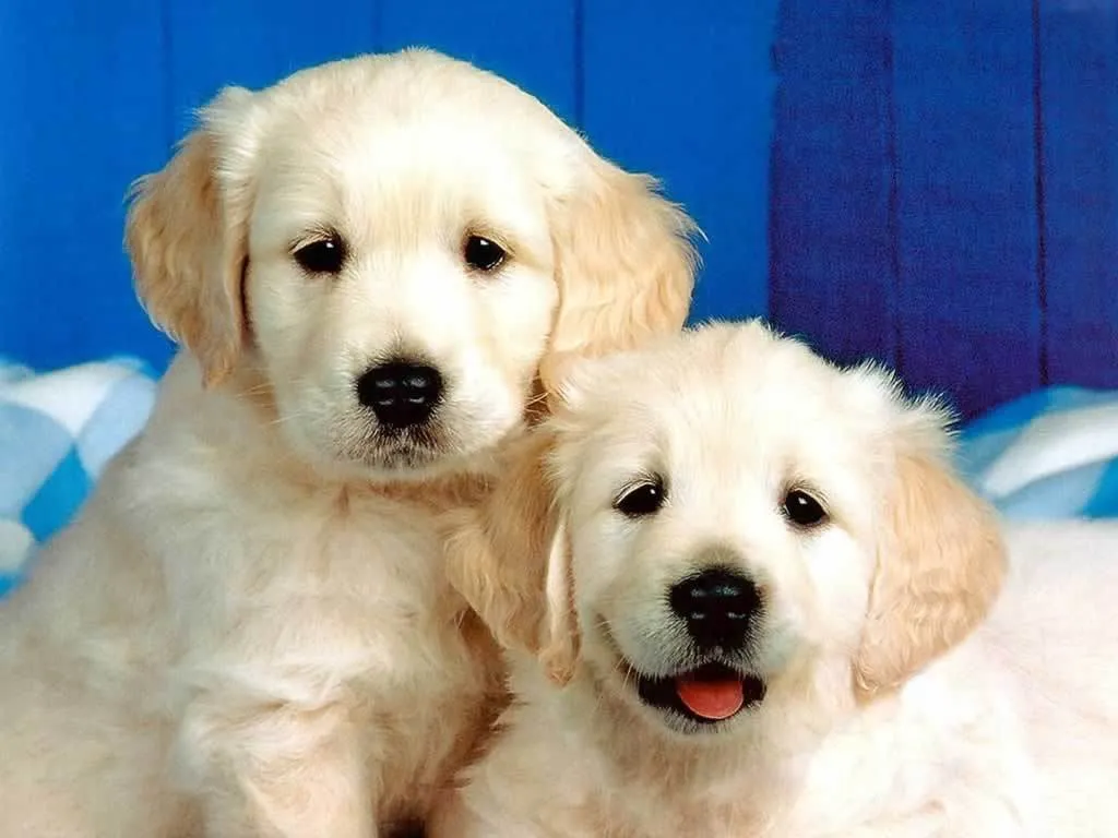 Descargar imagenes de perritos tiernos gratis - Imagui Descargar imagenes de perritos tiernos gratis - Imagui