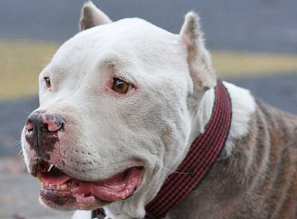 Fondo de pantalla HD gratis de perros pitbull - Imagui