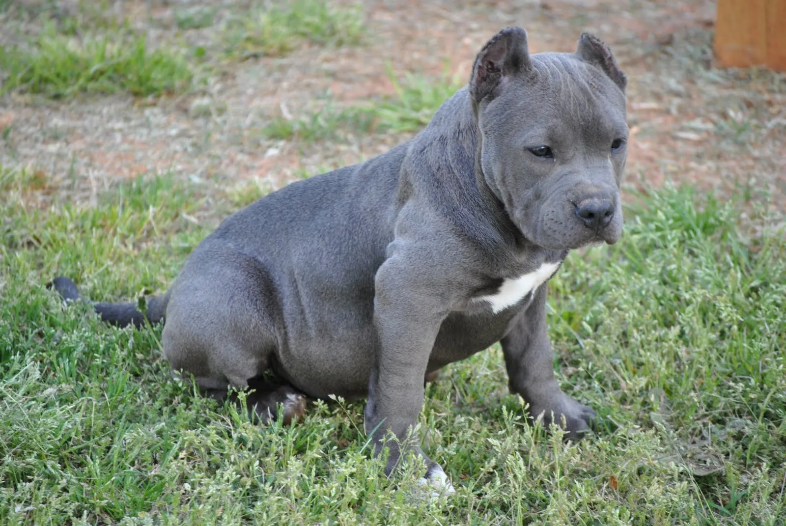 Fotos De Perros Pitbull.. Blog De Fotografias | Imagenes Gratis