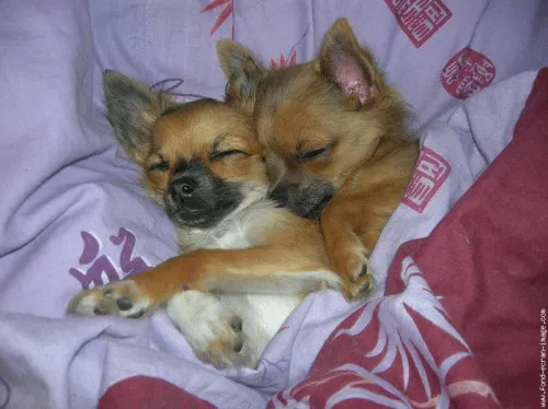 Descargar imagenes tiernas gratis | Imagenes Tiernas de Amor con ... Descargar imagenes tiernas gratis | Imagenes Tiernas de Amor con ...