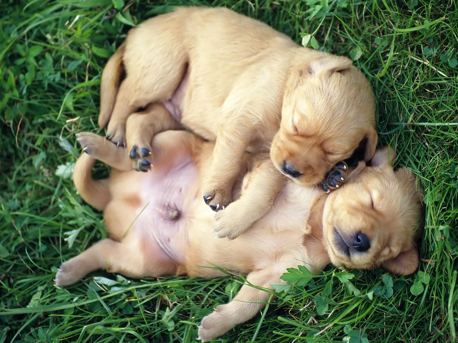 Perritos tiernos para descargar gratis en HD : Imagenes Tiernas ...