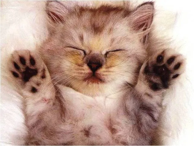 Imagenes super tiernas de perros y gatos | Imagenes Tiernas de ... Imagenes super tiernas de perros y gatos | Imagenes Tiernas de ...