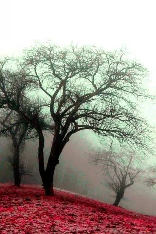 PAISAJES COLORIDOS PARA CELULARES ANDROID