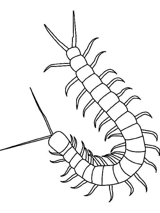 Dibujos para colorear de Insectos, Plantillas para colorear de ... Dibujos para colorear de Insectos, Plantillas para colorear de ...