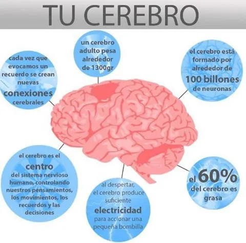 descripcion cerebro | desQbre - Psicología y Formación