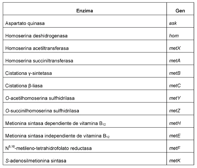 Microorganismos imagenes y nombres - Imagui