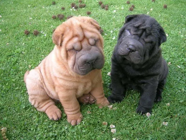 Descubra las 6 curiosidades sobre los perros Sharpei Descubra las 6 curiosidades sobre los perros Sharpei