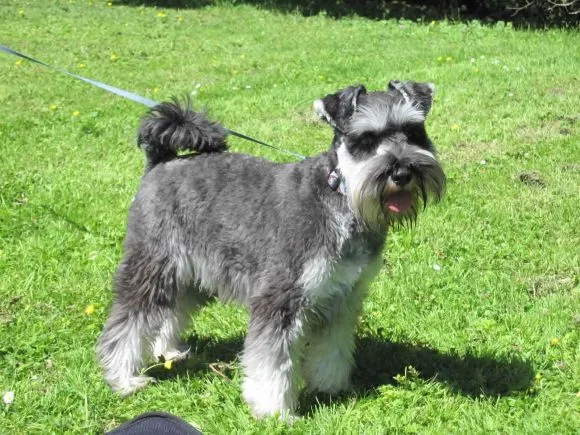 Descubra Porque Los Perros Schnauzer Son ExtraordinariosMil Mascotas Descubra Porque Los Perros Schnauzer Son ExtraordinariosMil Mascotas