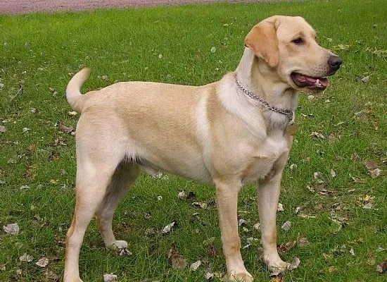 Descubra las ventajas de tener un perro labrador en casa Descubra las ventajas de tener un perro labrador en casa