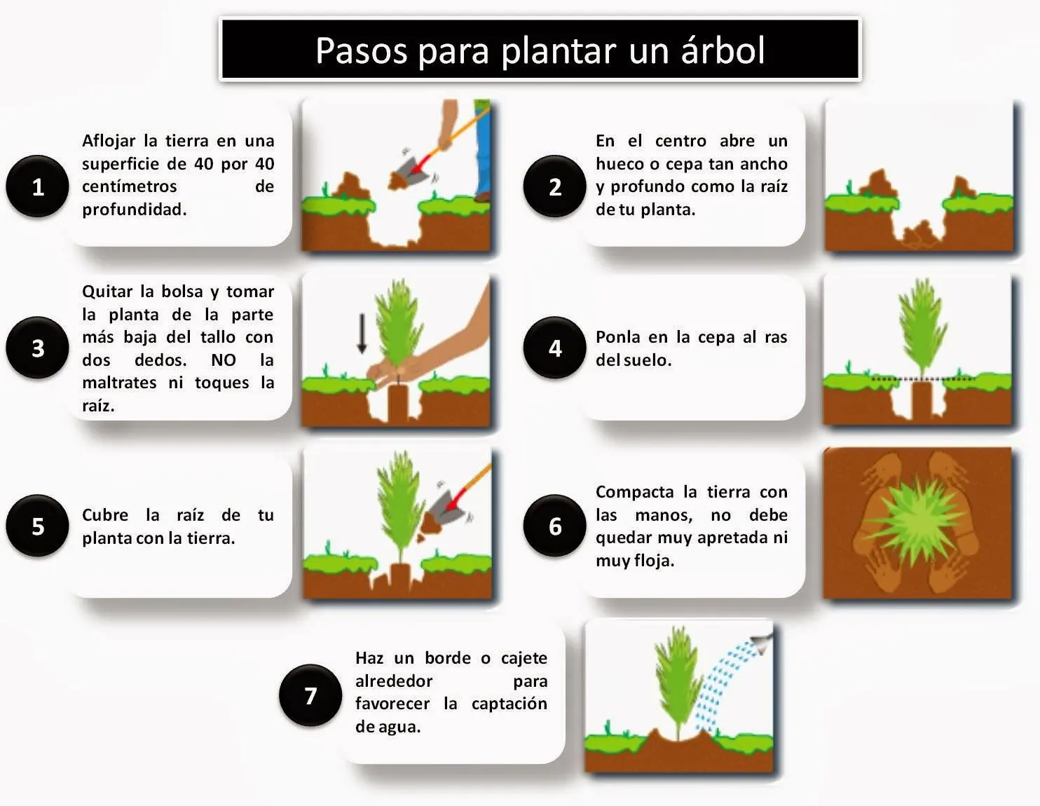 Descubre Tu Mundo : Lo que usted necesita saber para sembrar un árbol Descubre Tu Mundo : Lo que usted necesita saber para sembrar un árbol