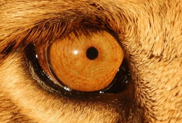 Descubre de cerca los ojos de los animales | Lenticom Descubre de cerca los ojos de los animales | Lenticom
