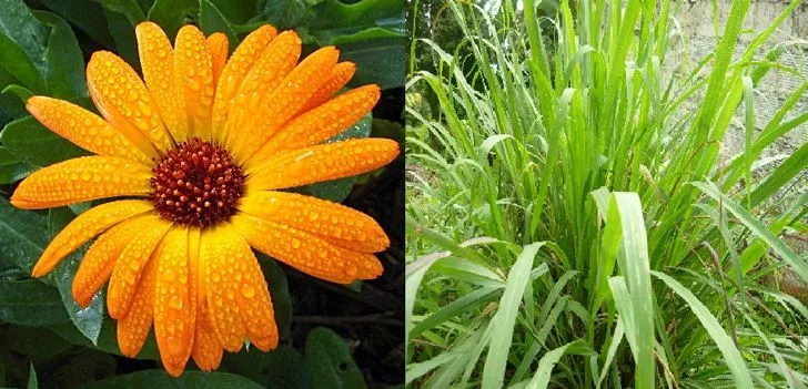 Descubre estos 8 repelentes naturales para insectos y olvídate de ... Descubre estos 8 repelentes naturales para insectos y olvídate de ...