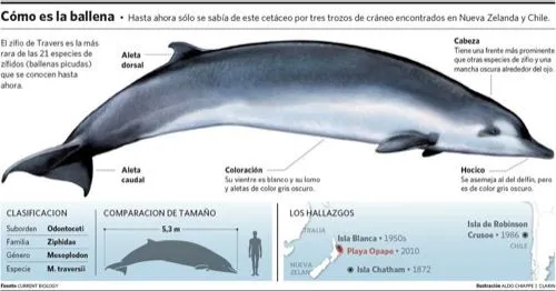 DESCUBREN NUEVA BALLENA - Ballena