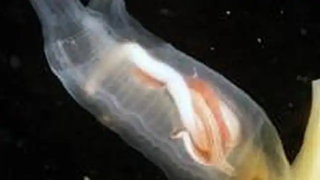 Descubren una nueva especie de gusano marino hermafrodita en ...