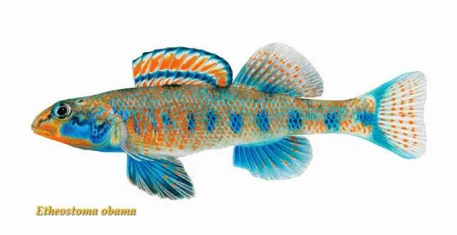 Descubren nuevas especies de peces: Roosevelt, Carter, Clinton ...