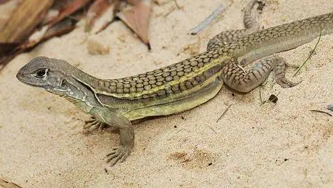 Descubren un lagarto capaz de clonarse a sí mismo - ABC.es