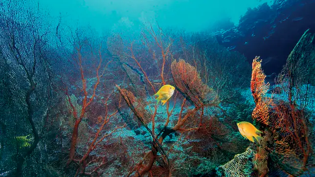 Descubren un nuevo monte submarino de 1.100 metros en el océano ...