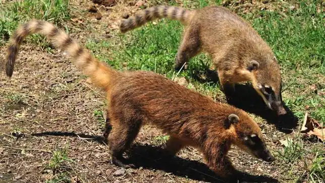 Descubren que el pelo y la piel de los mamíferos se originó antes ...